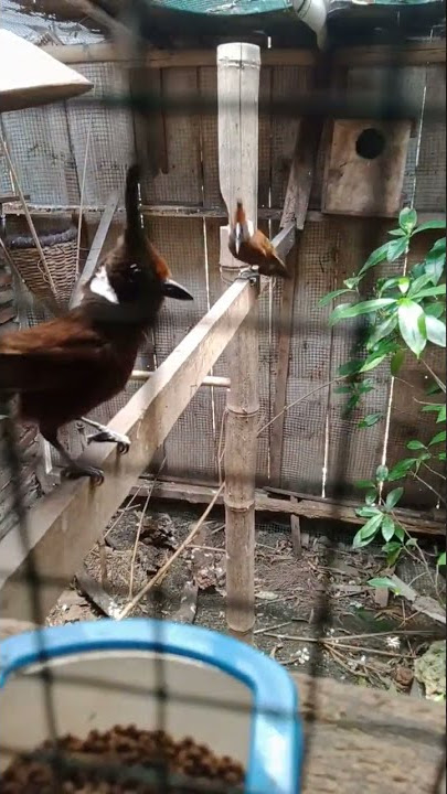 cililin sudah jodo di kandang ternak