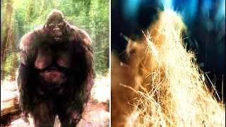 The FBI Released It's Bigfoot Program Files And Reveal What They Discovered