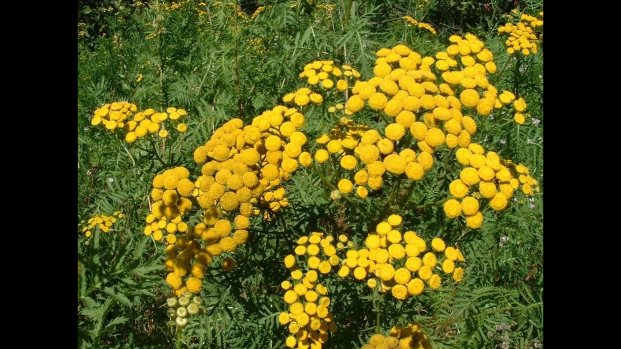 Пижма кроликам