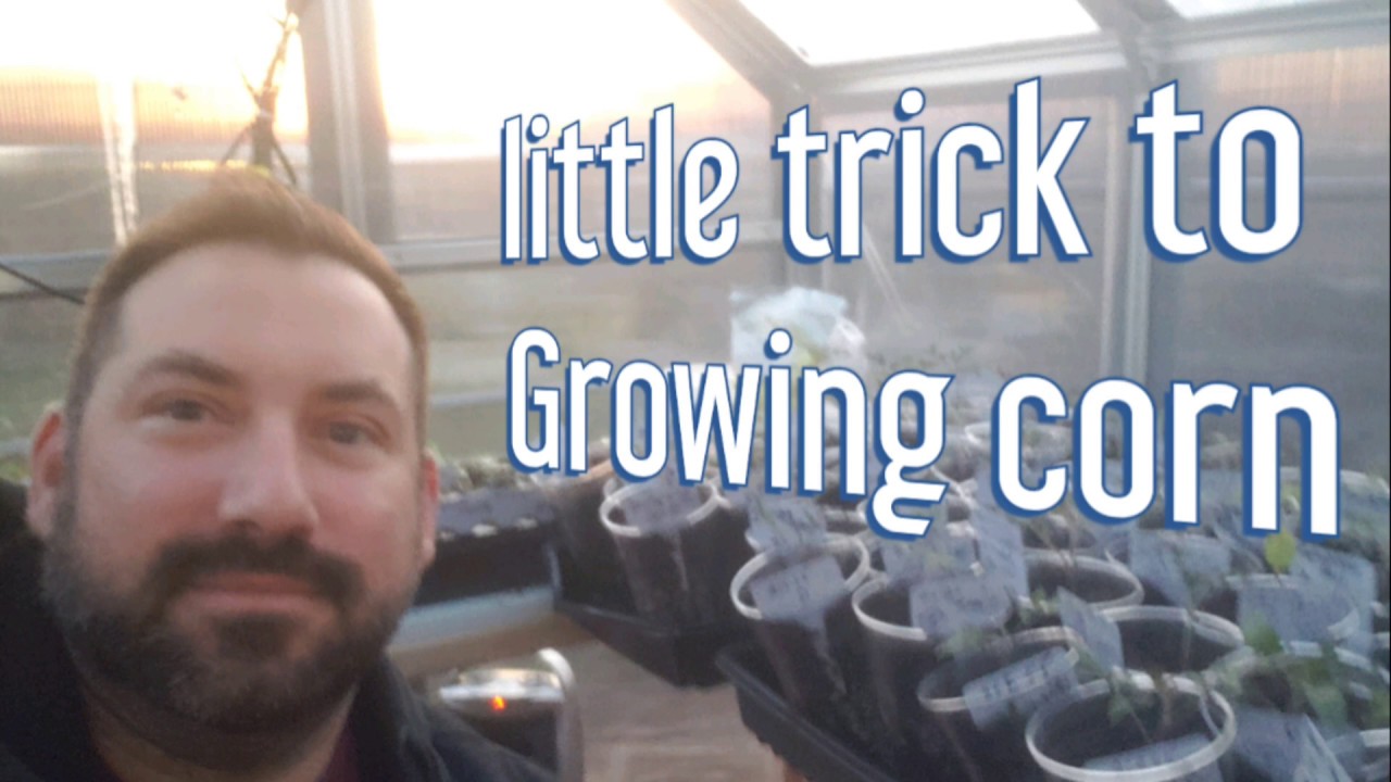 Planting corn and sunflowers. New technique. YouTube