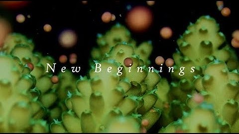New Beginnings | Coral Spawning Mini Documentary | Landaa Giravaaru, Maldives