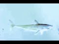 MLSHD LITTLE EINSTEINS WHALE TALE SHARK CHASE WITH JAWS MUSIC IN G MAJOR 