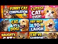 Funny Cats And Cute Cats Compilation 2026 Try Not To Laugh