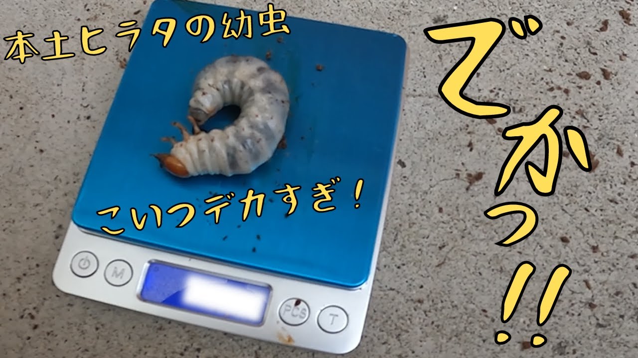 デカすぎやろ～ 本土ヒラタのマット交換と体重測定でデカい幼虫が！