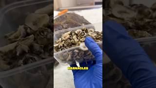 This Turtle Had So Many Barnacles Living On Its Shell 😳🐢