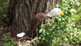 Florida Dancing Birds® Bald Eagle