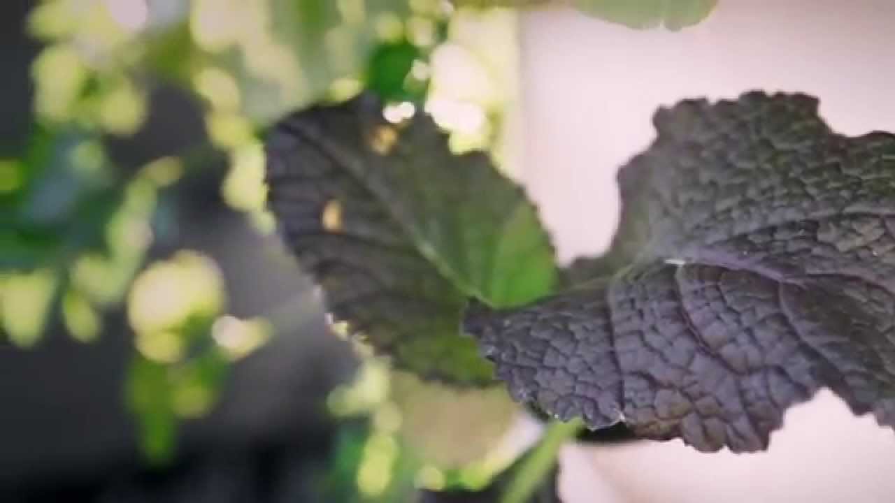 Downtown Greenville's Rooftop Farm: A Step Forward