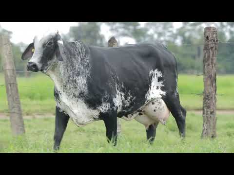 LOTE 2 – 4126CH – TERNA FIV CAL