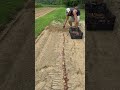 Last Succession of Gladiolus