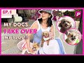 My Dogs Take Over My Vlog!! + Playing Dress Up with My Dogs 🐶 | POPS FERNANDEZ VLOG