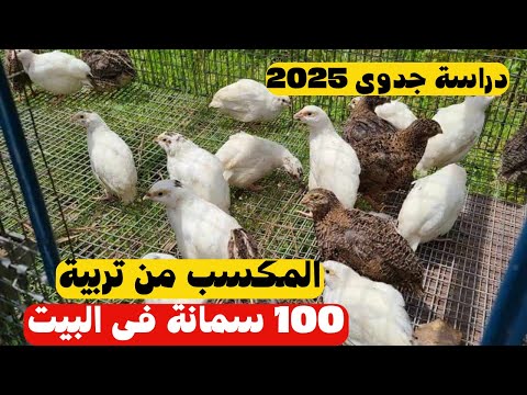تربية السمان في المنزل دراسة جدوى 2025 وخطوات بدء مشروع مربح من البيت