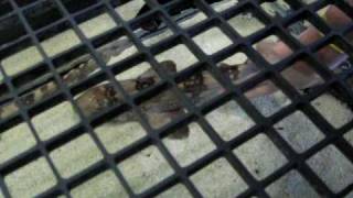 Video of Seaworld2010 024.AVI