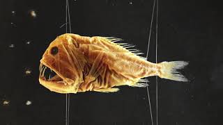 OMODO - Sujo Veludo (full album)