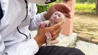 First time visiting the poor newborn baby monkey