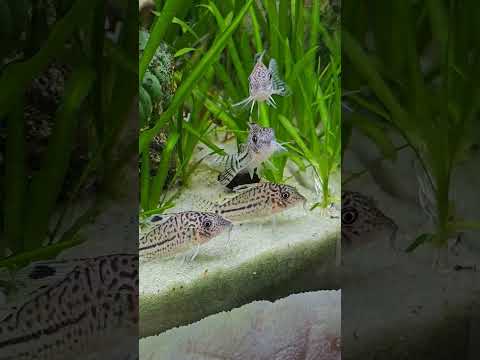 Beautiful Leopard Corydoras 🐟 #Shorts #Leopardcory #Catfish @AquariumLiveStream4U
