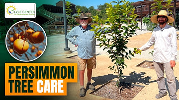 Persimmon Tree Care @ Lyle Center for Regenerative Studies | Cal Poly Pomona