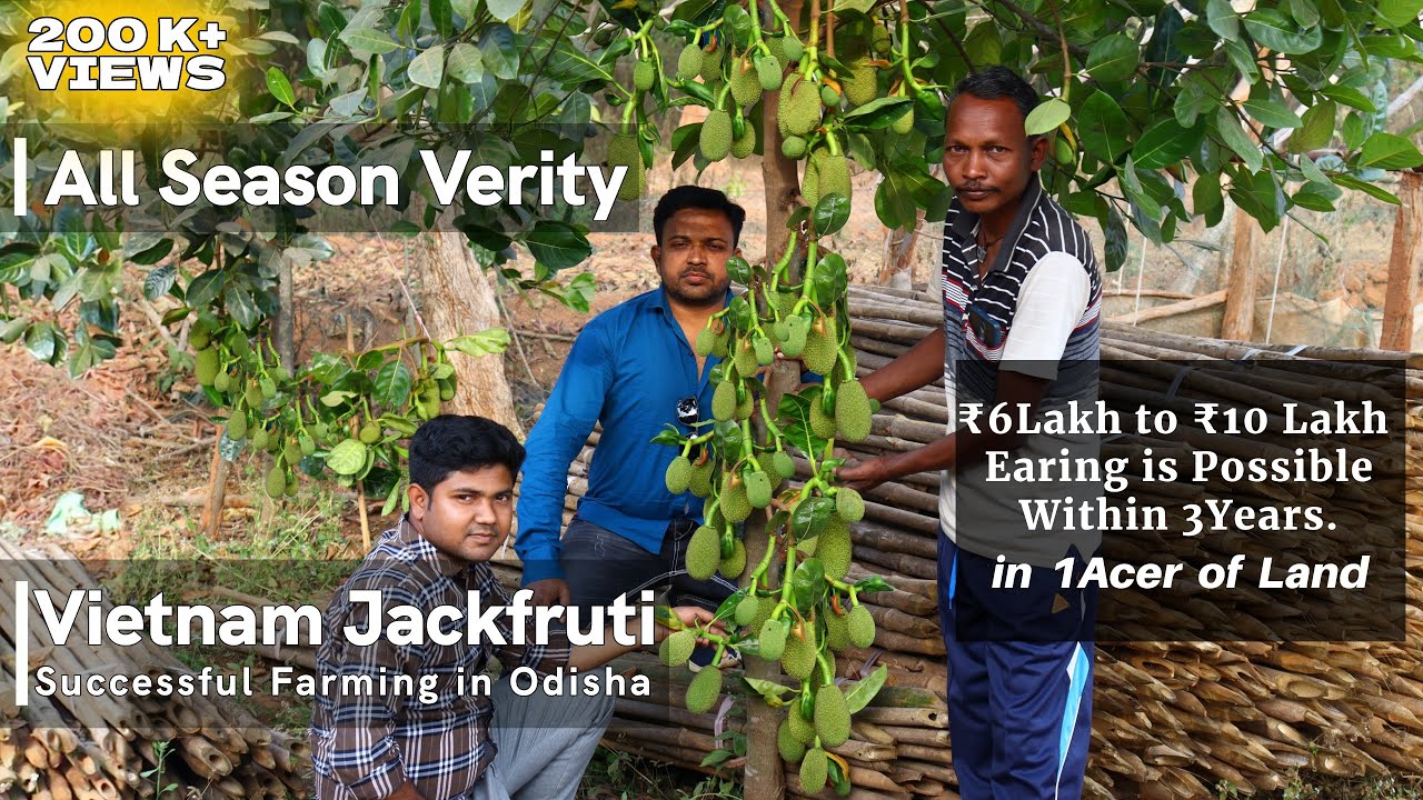उड़ीसा में बारहमासी कटहल की खेती में भारी कमाई || Vietnam Baramasi Jackfruit Farming in Odisha
