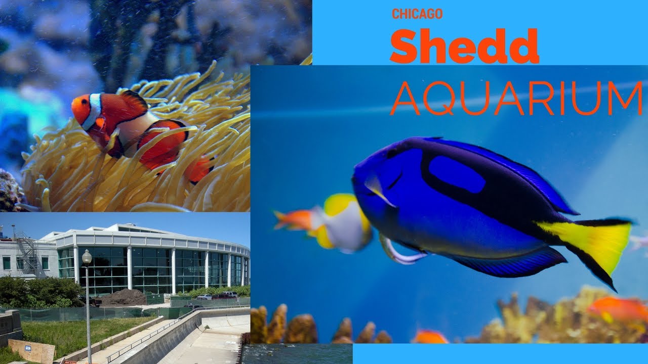 SHEDD AQUARIUM CHICAGO AQUATIC SHOW Family Fun Day YouTube