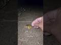 Catch big frogs funny | Try don't laugh |wepwep catching frogs make you laugh#shortsviral