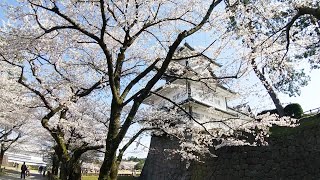 金沢城公園と兼六園の桜が見頃