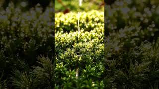 #NatureASMR #MorningDew #ForestMoss #4KNature #RelaxingVideos #NatureLovers #CalmingSounds #OddlySai
