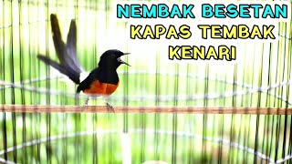 Murai batu muntah ISIAN kapas tembak,cililin,kenari seketika lawan langsung EMOSI tambah GACOR