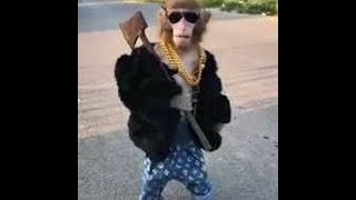 Vs King Of The Land Of Bei Fung Ost 1