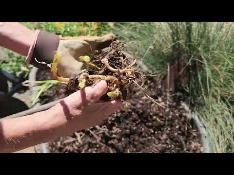 Small Potato Harvest Russets