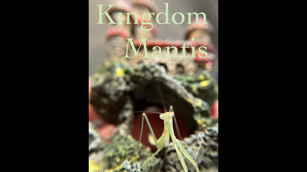 Week 5 Praying Mantis Update 🐛 | Growth Progress at Lemon Egg Ranch!