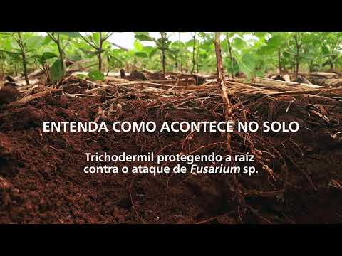 Vídeo: Fusarium Fungus - Informações sobre a prevenção e controle de Fusarium