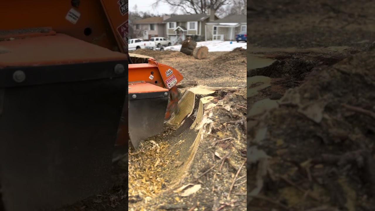 Grinding a frozen stump. Diesel kubota loves cold!