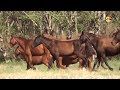 Ranchón Guajiro: La producción de equinos en la provincia de Granma y la décima guajira