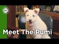 Meet the Pumi の動画、YouTube動画。