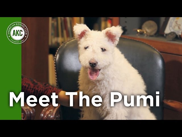 Meet the Pumi - YouTube