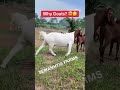 This Is Why I Do Goat Farming In Ghana Farming Africanfarming 