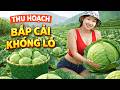 1000KG Giant Cabbage Harvest – From Farm To Market 😍