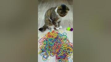 Cat Barsik  ❤💛 Marbles 🌈 Satisfying Reverse Video