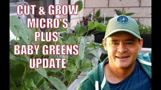 Part 2 Grow Microgreens To Baby Greens Continual Harvest Series
