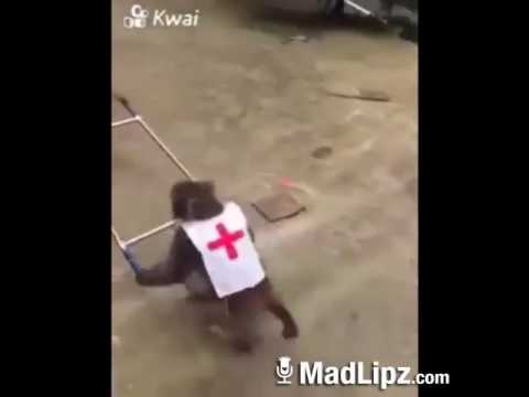 Sağlıkçı maymunlar komik kürtçe