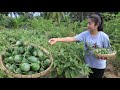 Harvest Eggplants For Cooking / Eggplants Curry Recipe / Cooking With Sreypov