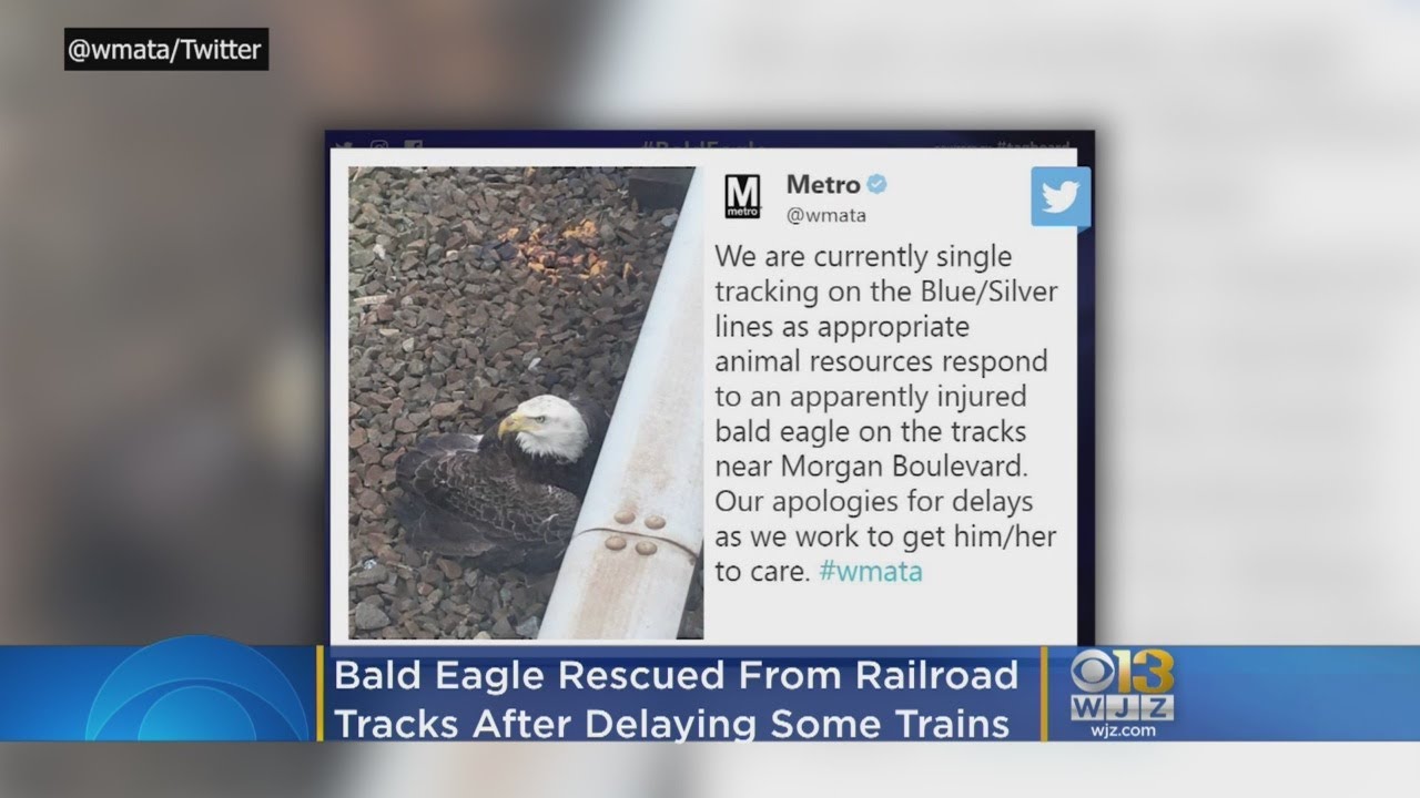 Bald Eagle Rescued From Railroad Tracks, Trains Delayed