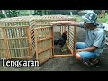 Kandang tenggaran, kandang umbaran, kandang jemur ayam bangkok ! ya ini wujudnya