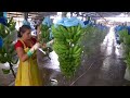 Harvest and packing bananas