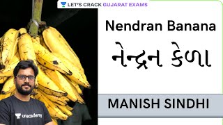 Nendran Banana | નેન્દ્રન કેળા | Manish Sindhi