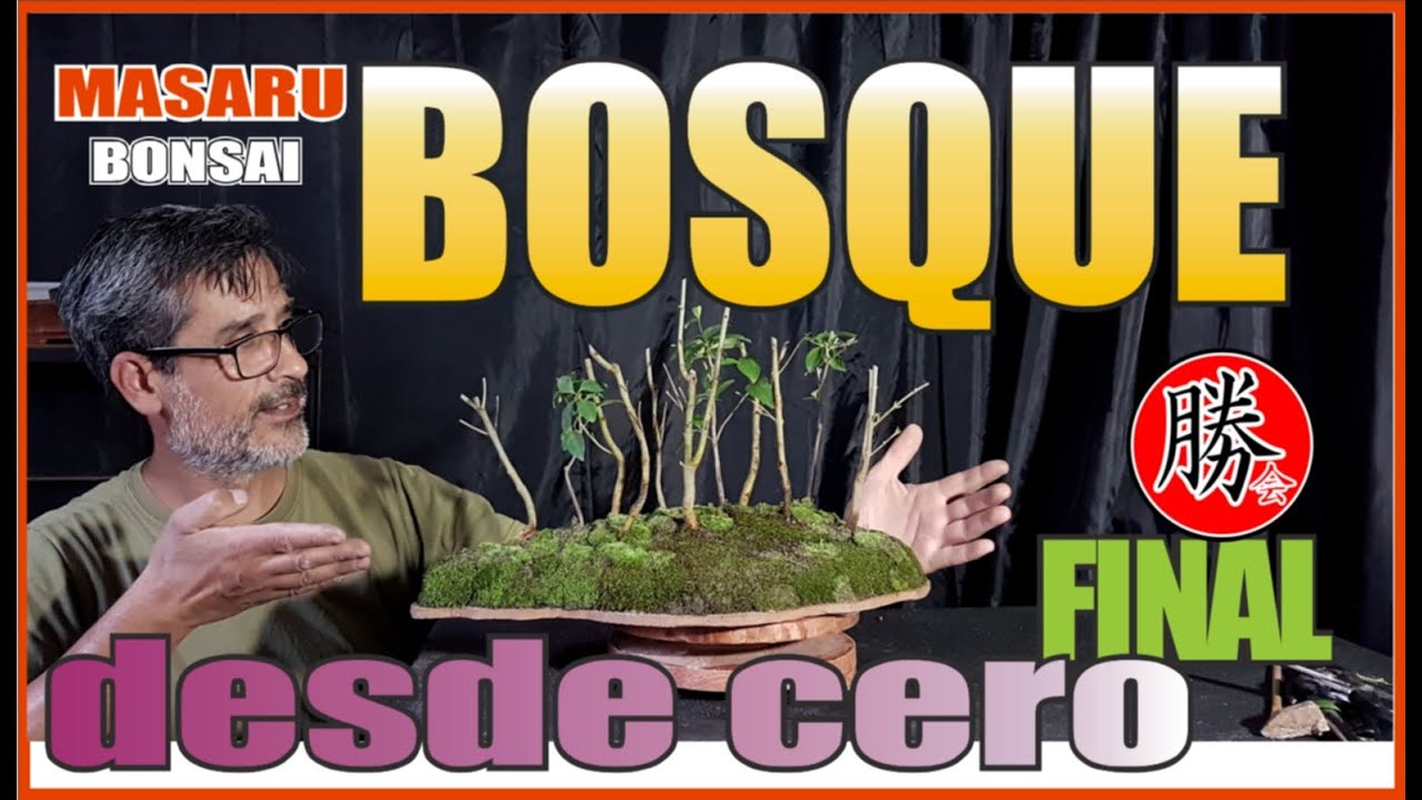 COMO HACER UN BOSQUE DESDE CERO - BONSAI - EL MAS ECONÓMICO Y FÁCIL - PARTE FINAL!!!!
