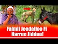 Falmii Jeedalloo Fi Harree Jidduu