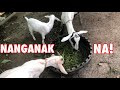 Goat Farming | Nanganak Na