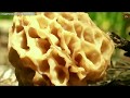 Сморчки, Ставрополь, новый сезон Morchella esculenta