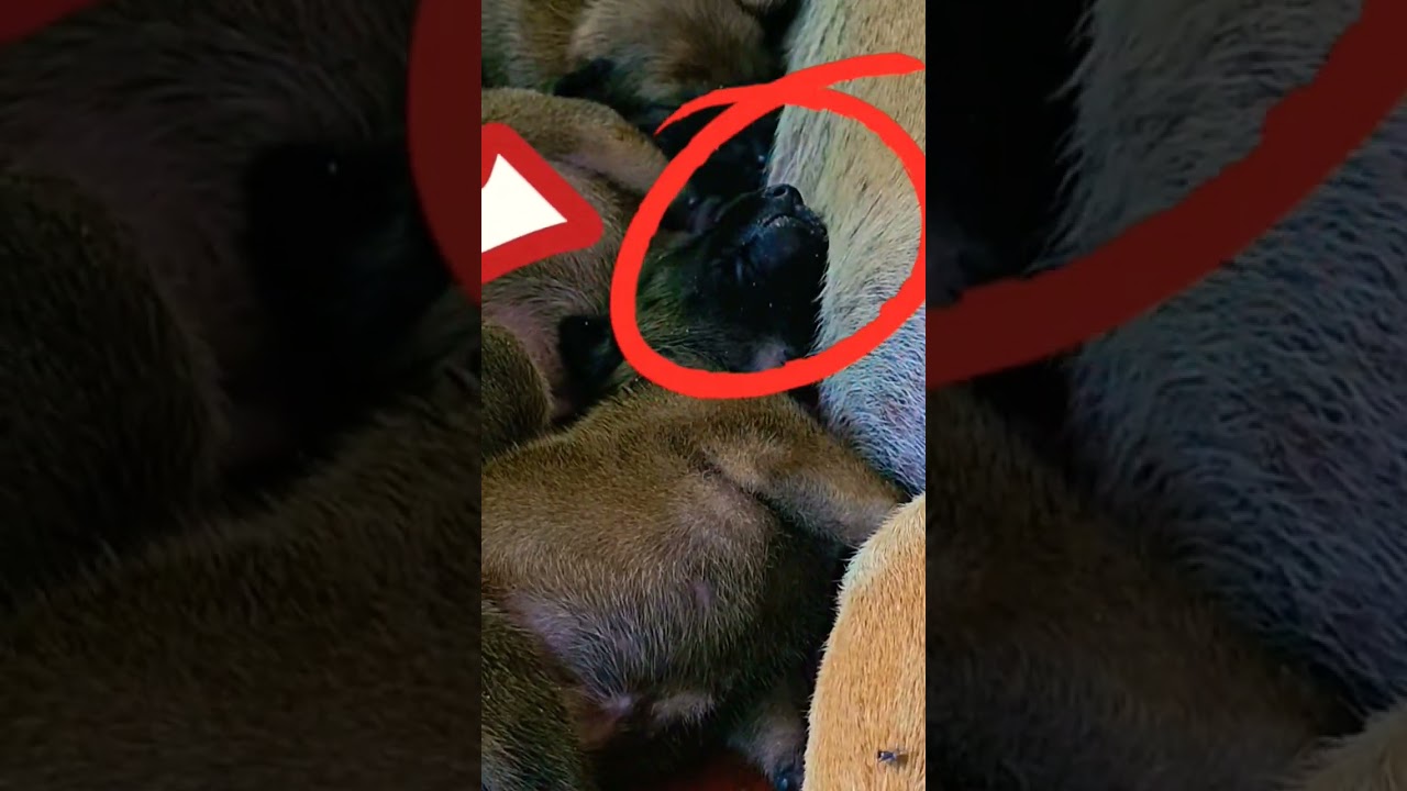 The dog master is having a lot of new members