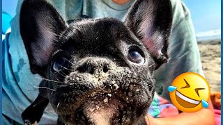 Funny French Bulldog Puppies Fails . Try Not To Laugh